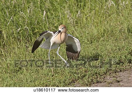 avocet, act, wing, broken, american View Large Photo Image Stock Photo - avocet, act, wing, broken, american. Fotosearch