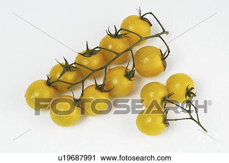 baby, white, cherry, tomatoes, yellow View Large Photo Image Stock Image - baby, white, cherry, tomatoes, yellow. Fotosearch