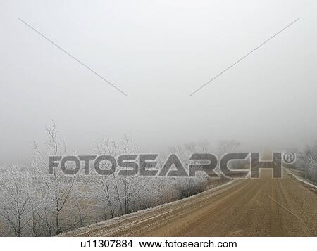 Picture - background, frost, fog, icy, trees, hoar. Fotosearch