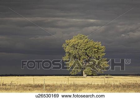 Stock Photo - background, tree, clouds, storm, prairie, lone. Fotosearch