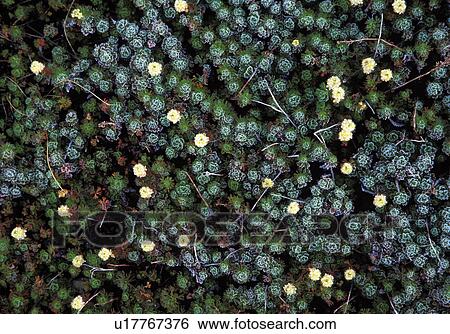 baker, partridgefoot, mt, pectinata, luetkea, frost View Large Photo Image Stock Photograph - baker, partridgefoot, mt, pectinata, luetkea, frost. Fotosearch