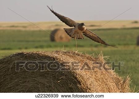 Stock Photo - bale, hawk, hay, off, taking, swainsons. Fotosearch