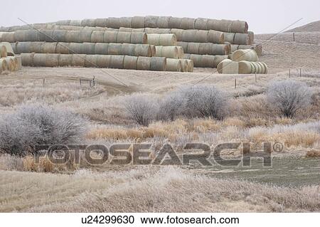 Stock Image - bales, frost, hay, plants, covering, hoar. Fotosearch
