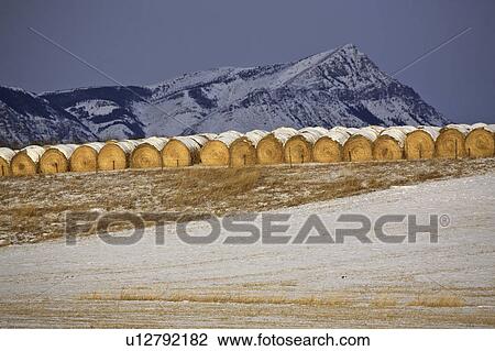 bales, mountains, hay, covered, snow, rocky View Large Photo Image Stock Image - bales, mountains, hay, covered, snow, rocky. Fotosearch