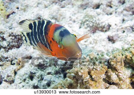 Stock Image - banded, breasted, red, wrasse, maori, scarlet. Fotosearch