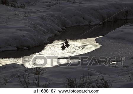 Stock Photo - banks, open, covered, snow, water, ducks. Fotosearch
