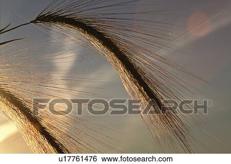 Stock Photograph - barley, sun, setting, lit, foxtail. Fotosearch