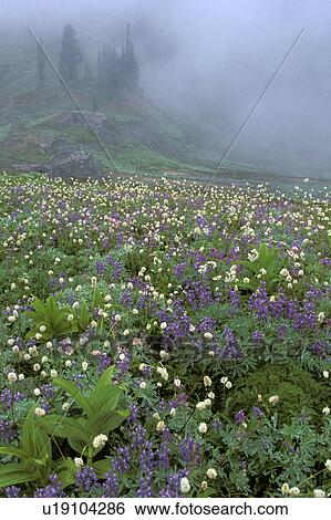 Stock Photograph - basin, wildflower, creek, edith, meadow, subalpine. Fotosearch