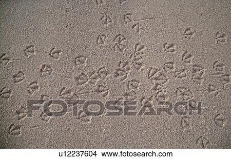 Picture - beach, print, sand, bird, antelope, foot. Fotosearch