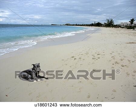 Stock Image - beach, providenciales, bwi, caicos, turks, 2006. Fotosearch