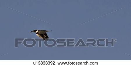 beak, kingfisher, its, fish, small, belted View Large Photo Image Stock Image - beak, kingfisher, its, fish, small, belted. Fotosearch