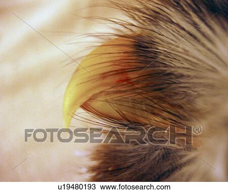beak, one, strength, yellow, owl View Large Photo Image Stock Image - beak, one, strength, yellow, owl. Fotosearch
