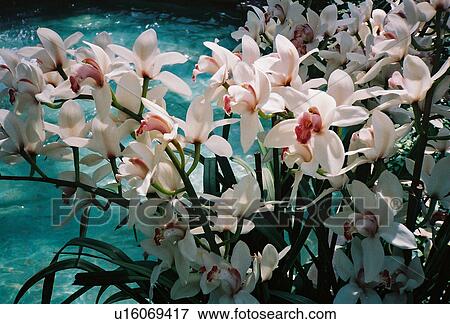 beautiful, orchids, water, bloom, orchid, white View Large Photo Image Stock Photo - beautiful, orchids, water, bloom, orchid, white. Fotosearch
