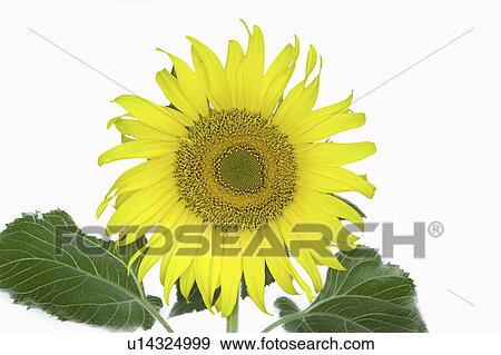 Stock Photo - beauty, russian, blossom, full, sunflower, giant. Fotosearch