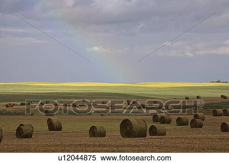 Stock Photography - behind, scenic, bales, hay, rainbow. Fotosearch