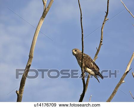 Stock Photo - bird, hawk, large, swainsoni, buteo, swainsons. Fotosearch