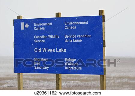 bird, old, migratory, lake, wives, sign View Large Photo Image Stock Image - bird, old, migratory, lake, wives, sign. Fotosearch