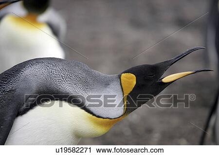 birds, penguin, penguins, islands, falkland, king View Large Photo Image Stock Image - birds, penguin, penguins, islands, falkland, king. Fotosearch