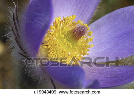 blooms, pulsatilla, bloom, beautiful, grandis, pasqueflower View Large Photo Image Stock Photo - blooms, pulsatilla, bloom, beautiful, grandis, pasqueflower. Fotosearch