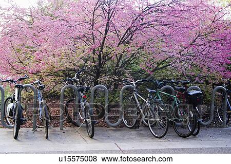 blossoming, parked, pink, beautiful, front, bicycles View Large Photo Image Stock Photo - blossoming, parked, pink, beautiful, front, bicycles. Fotosearch