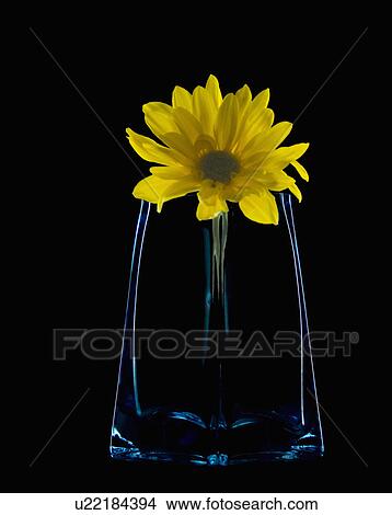 Picture - blue, yellow, minimal, vase, daisy. Fotosearch