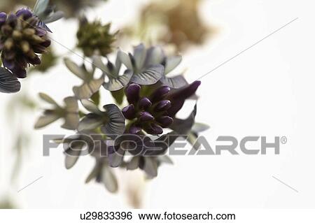 bluish, saskatchewan, scenic, wildflowers, cluster View Large Photo Image Stock Photograph - bluish, saskatchewan, scenic, wildflowers, cluster. Fotosearch