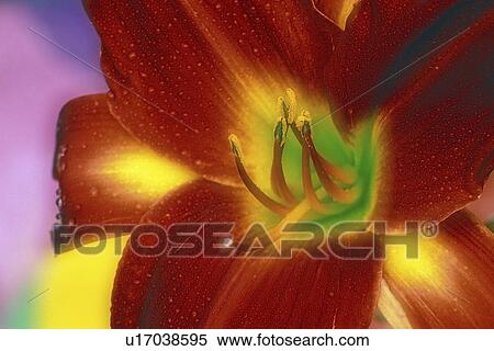 botanical, brazilia, york, new, hemerocallis, daylily View Large Photo Image Stock Photography - botanical, brazilia, york, new, hemerocallis, daylily. Fotosearch