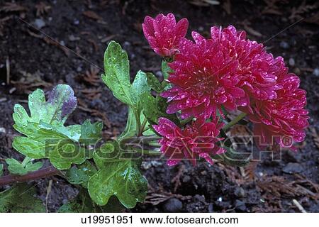 botanical, chrysanthemums, york, new, asteraceae, garden View Large Photo Image Stock Image - botanical, chrysanthemums, york, new, asteraceae, garden. Fotosearch