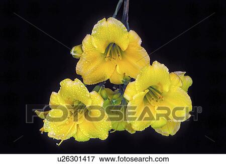 botanical, persnickety, york, new, hemerocallis, daylilies View Large Photo Image Stock Photo - botanical, persnickety, york, new, hemerocallis, daylilies. Fotosearch