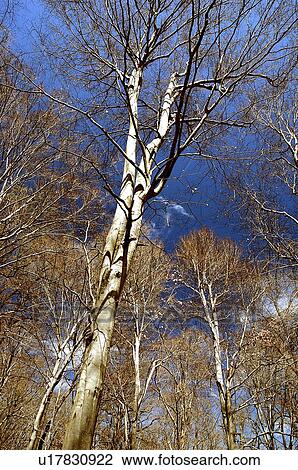 Stock Image - botany, tree, plant, spring, early, beech. Fotosearch