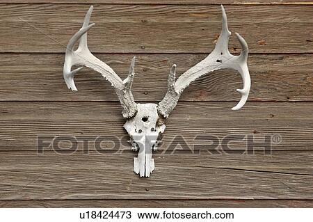 Stock Image - building, deer, farm, wall, antlers, old. Fotosearch