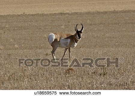 bunch, pronghorn, willow, field, antelope, male View Large Photo Image Stock Photography - bunch, pronghorn, willow, field, antelope, male. Fotosearch