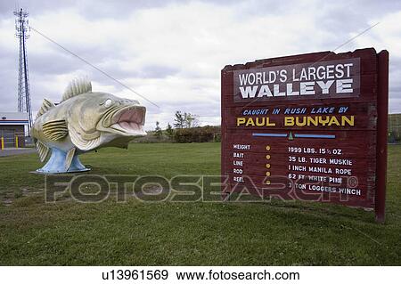 bunyan, largest, paul, caught, walleye, worlds View Large Photo Image Stock Photo - bunyan, largest, paul, caught, walleye, worlds. Fotosearch