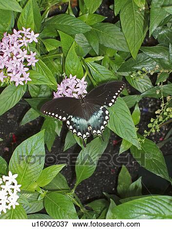 Stock Photo - butterfly, black, flower, pink, blue. Fotosearch