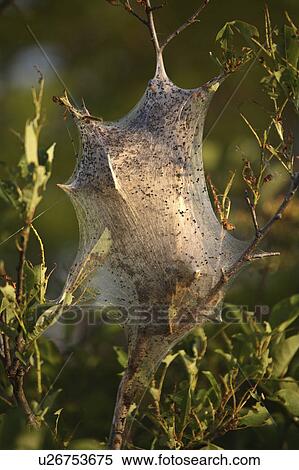 Stock Photography - caccoon, saskatchewan, catepillars. Fotosearch