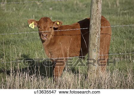 Stock Photo - calf, saskatchewan, fence, barbedwire, young. Fotosearch