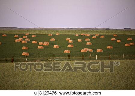 Stock Photograph - canada, bales, saskatchewan, scenic, field, hay. Fotosearch