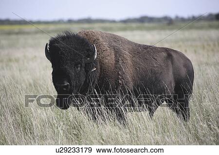 canada, bison, saskatchewan, scenic, field, american View Large Photo Image Stock Photo - canada, bison, saskatchewan, scenic, field, american. Fotosearch