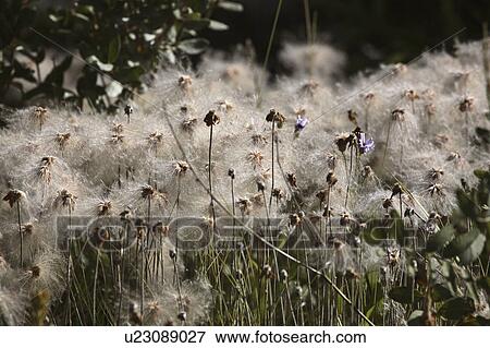 canada, bull, alberta, southwest, thistles, seeds View Large Photo Image Stock Photo - canada, bull, alberta, southwest, thistles, seeds. Fotosearch