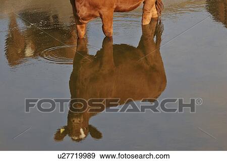 Stock Photo - canada, calf, saskatchewan, scenic, pond, reflection. Fotosearch