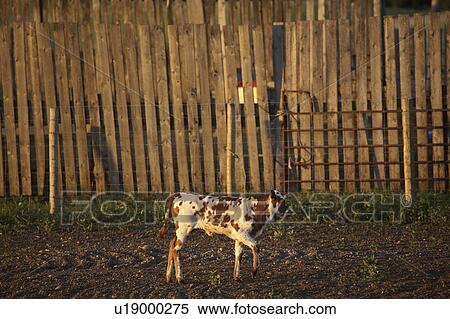 canada, colored, saskatchewan, scenic, calf, odd View Large Photo Image Stock Photography - canada, colored, saskatchewan, scenic, calf, odd. Fotosearch