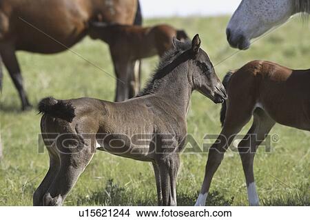Picture - canada, colts, saskatchewan, scenic, dams, young. Fotosearch
