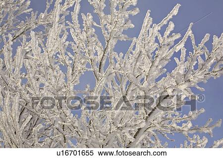 canada, covered, saskatchewan, scenic, tree, frost View Large Photo Image Stock Photography - canada, covered, saskatchewan, scenic, tree, frost. Fotosearch
