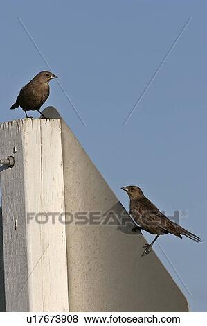 canada, cowbirds, western, saskatchewan, scenic, brownheaded View Large Photo Image Stock Photo - canada, cowbirds, western, saskatchewan, scenic, brownheaded. Fotosearch