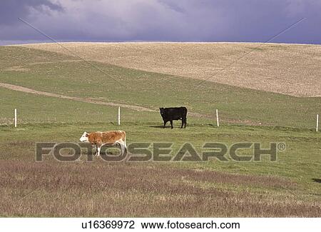 canada, cows, saskatchewan, scenic, pasture, two View Large Photo Image Stock Image - canada, cows, saskatchewan, scenic, pasture, two. Fotosearch