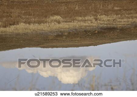 Stock Image - canada, cummulous, saskatchewan, scenic, cloud, reflection. Fotosearch