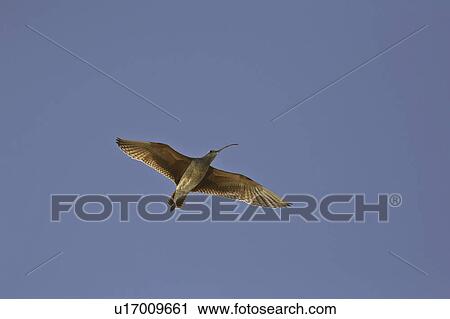 canada, curlew, saskatchewan, scenic, flight, longbilled View Large Photo Image Stock Image - canada, curlew, saskatchewan, scenic, flight, longbilled. Fotosearch