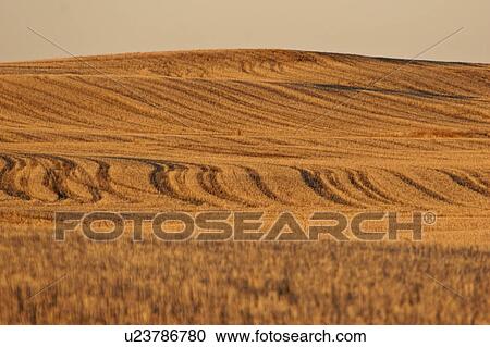 canada, fields, saskatchewan, scenic, sunset, harvested View Large Photo Image Stock Image - canada, fields, saskatchewan, scenic, sunset, harvested. Fotosearch