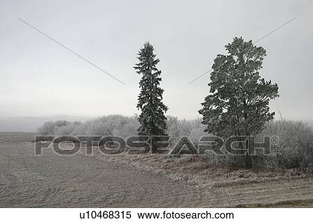 Stock Photography - canada, frost, saskatchewan, scenic, trees, hoar. Fotosearch