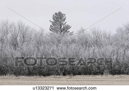 Stock Image - canada, frostcovered, saskatchewan, scenic, trees, hoar. Fotosearch